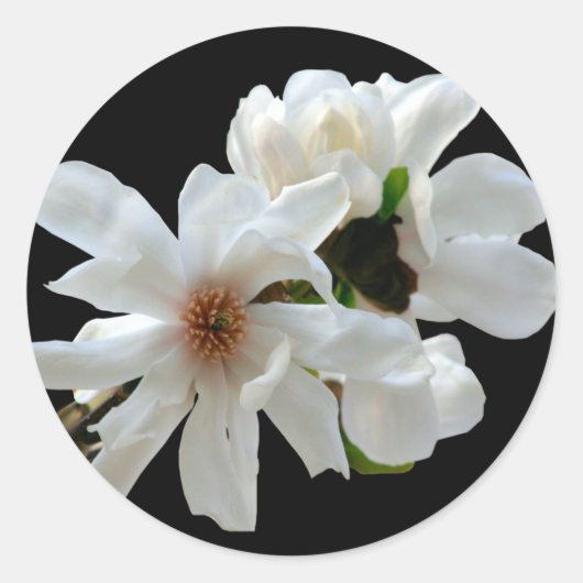 Magnolia Stellata Envelope Seal Sticker (Voorkant)