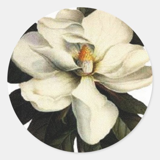 Magnolia - Sticker (Voorkant)