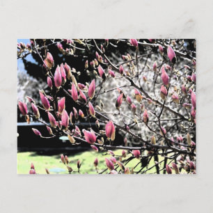 Magnolia Sumi Briefkaart