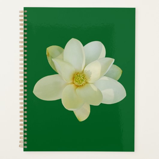 Magnolia sweetbay (Devant)