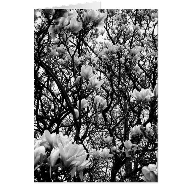Magnolia Tree (Voorkant)