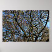 Magnolia Tree Branches Poster (Voorkant)