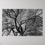 Magnolia Tree Branches Poster (Voorkant)
