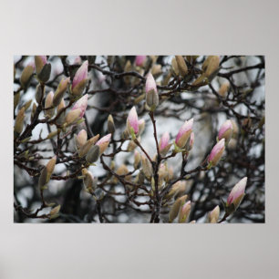 Magnolia Tree Buds in Spring voor bloesems Poster