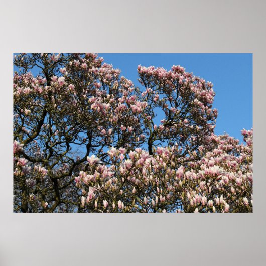 Magnolia Tree in Blossom Poster (Voorkant)