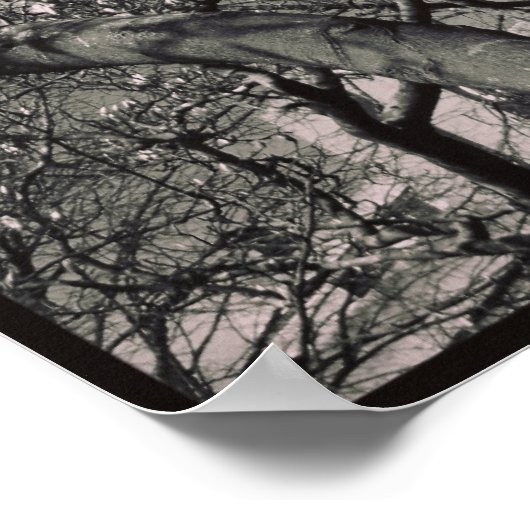 Magnolia Tree Poster (Hoek)