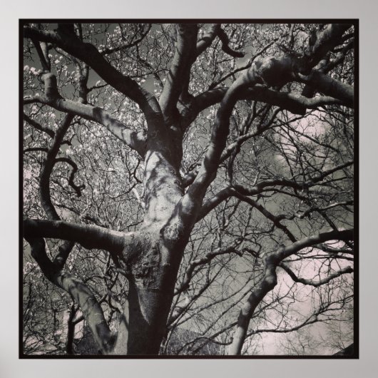Magnolia Tree Poster (Voorkant)