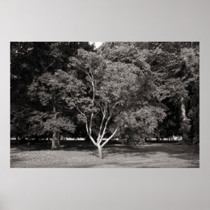 Magnolia Tree (zomer) - Warm Tone BW Poster