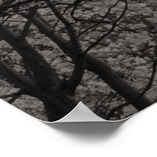 Magnolia Trees in Blossom 01 Poster (Hoek)