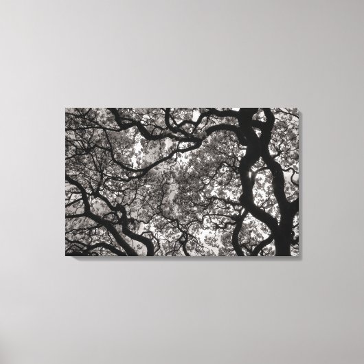 Magnolia Trees in Blossom 02 Canvas Afdruk (Voorkant)