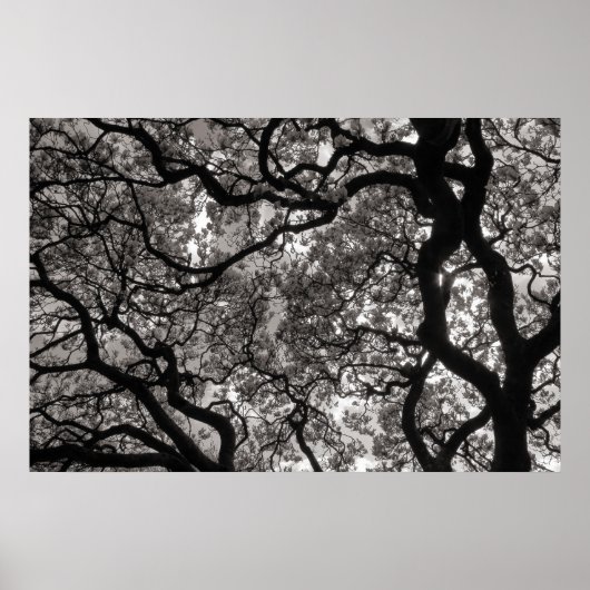 Magnolia Trees in Blossom 02 Poster (Voorkant)