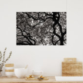 Magnolia Trees in Blossom 02 Poster (Keuken)