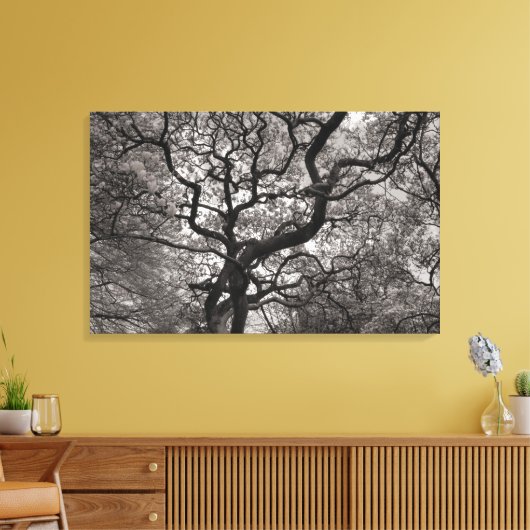 Magnolia Trees in Blossom 03 Canvas Afdruk (Insitu (Woonkamer))