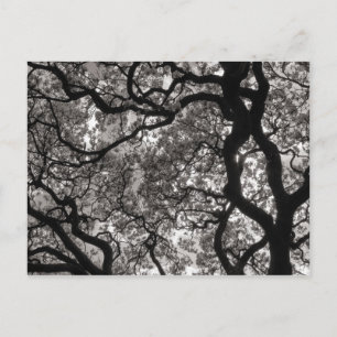 Magnolia Trees in Blossom Briefkaart