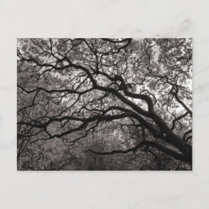 Magnolia Trees in Blossom Briefkaart