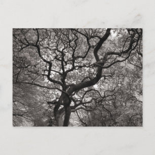 Magnolia Trees in Blossom Briefkaart