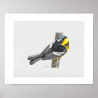 Magnolia Warbler Art Print