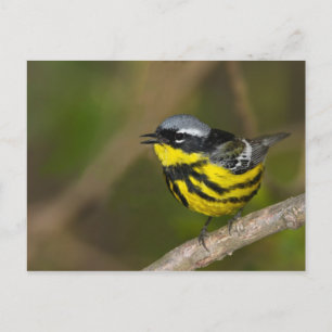 Magnolia Warbler Briefkaart