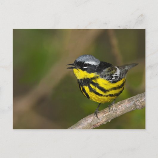 Magnolia Warbler Briefkaart (Voorkant)