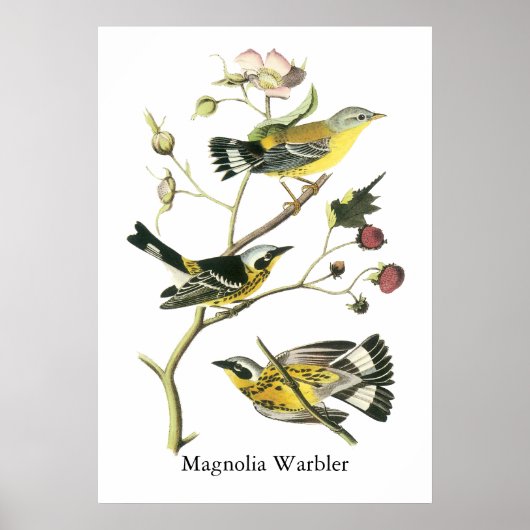 Magnolia Warbler, John Audubon Poster (Voorkant)