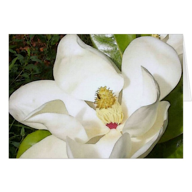 Magnolia White (Devant horizontal)