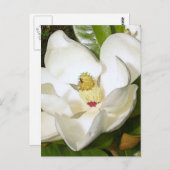 Magnolia White Briefkaart (Voorkant / Achterkant)