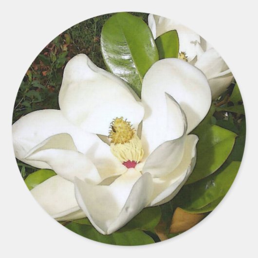 Magnolia White Ronde Sticker (Voorkant)