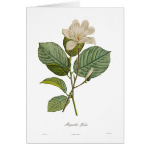 Magnolia yulan