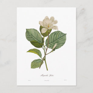 Magnolia yulan briefkaart