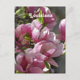 Magnolias Briefkaart