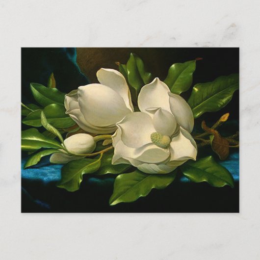 Magnolias géant sur une carte postale en velours b (Devant)