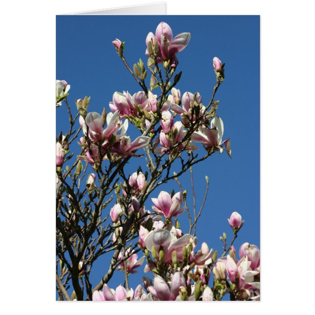 magnolias & sky (Voorkant)