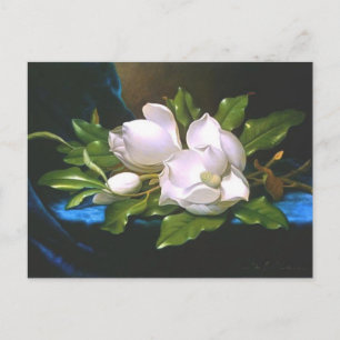 Magnolias sur Blue Velvet - Carte postale