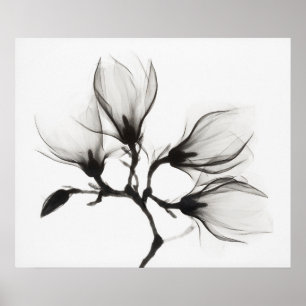 Magnoliatak met vier bloemen (ca. 1910-1925) poster