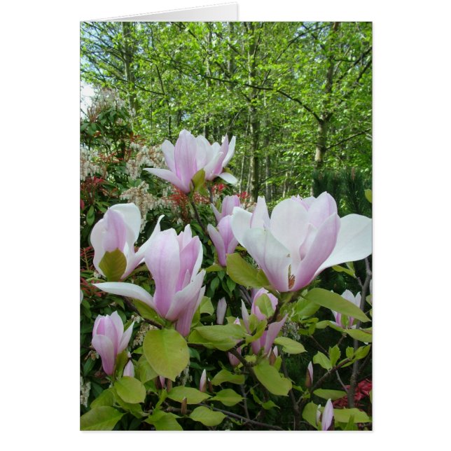 magnolibloem (Voorkant)