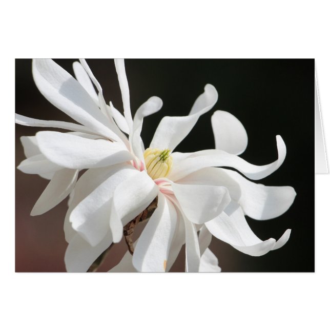 Magnolie blanche (Devant horizontal)