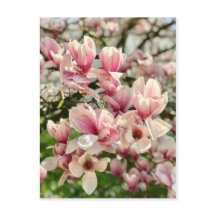 Magnolie Magnolienblüte rosa