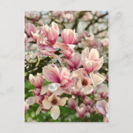 Magnolie Magnolienblüte rosa Briefkaart