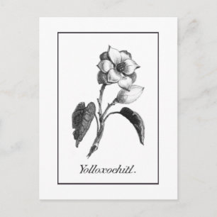  magnoliumkaart voor bloemetjes briefkaart