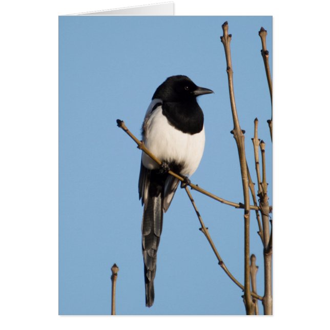 Magpie (Devant)
