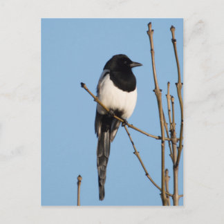 Magpie Briefkaart