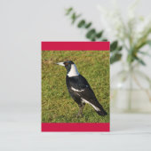 Magpie Briefkaart (Staand voorkant)