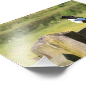Magpie Foto Afdruk (Hoek)