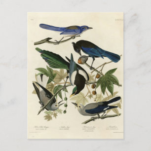 Magpie Jays & Nutkraker Audubon Birds of America Briefkaart