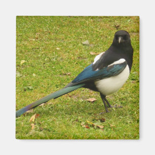 Magpie Magnet Magneet