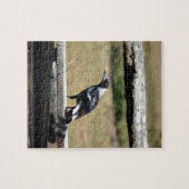 MAGPIE VOOR FENCE PLRAL QUEENSLAND AUSTRALIË LEGPUZZEL (Horizontaal)