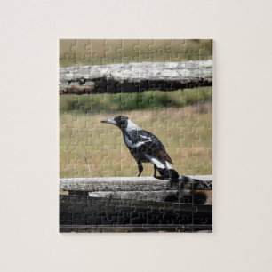 MAGPIE VOOR FENCE PLRAL QUEENSLAND AUSTRALIË LEGPUZZEL