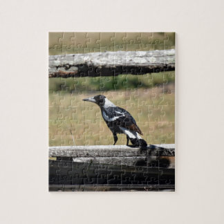 MAGPIE VOOR FENCE PLRAL QUEENSLAND AUSTRALIË LEGPUZZEL