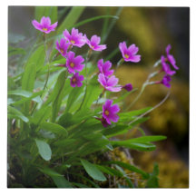 Maguire Primrose Wildflower Foto © Sandy Long