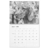 Magyar Vizsla Chiens Calendrier noir et blanc (Mar 2026)